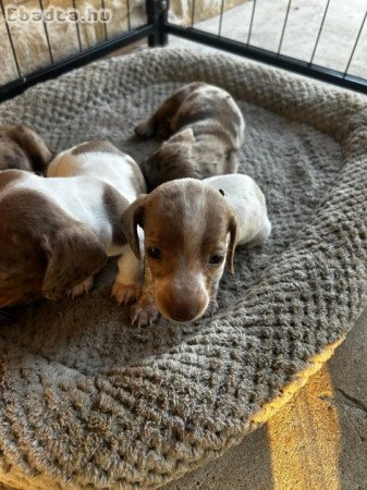 Mini Dachshund Puppies For Sale
