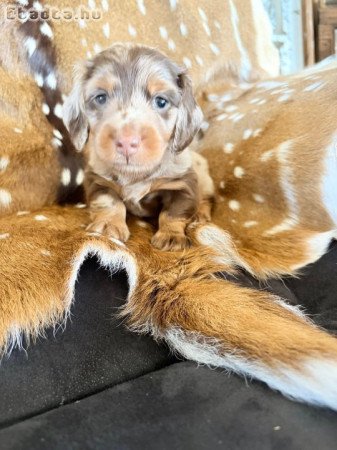 Mini Dachshund Puppies For Sale