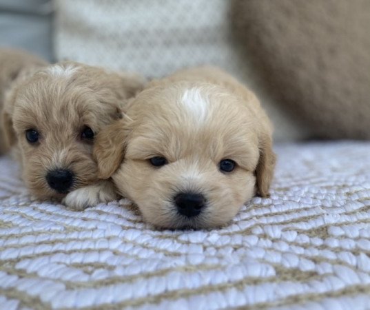 Maltipoo maltai selyem es torpe uszkar