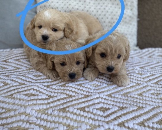 Maltipoo maltai selyem es torpe uszkar