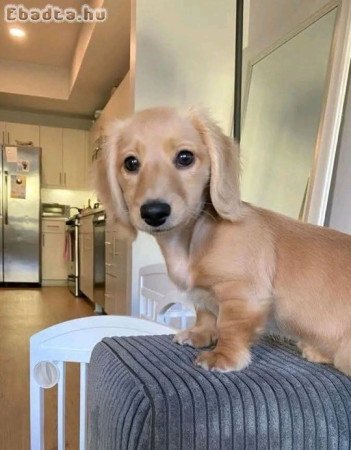 Mini Dachshund Puppies For Sale