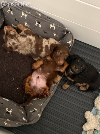 Mini Dachshund Puppies For Sale