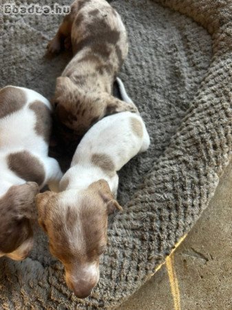 Dachshund Puppies For Adoption