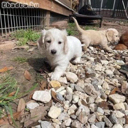 Dachshund Puppies For Adoption