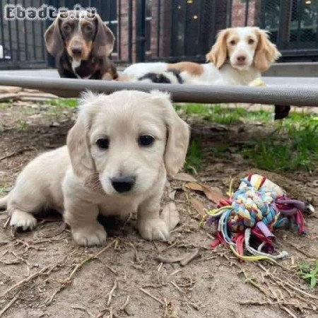 Dachshund Puppies For Adoption