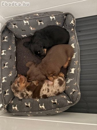 Dachshund Puppies For Adoption