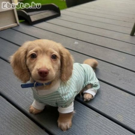 Dachshund Puppies