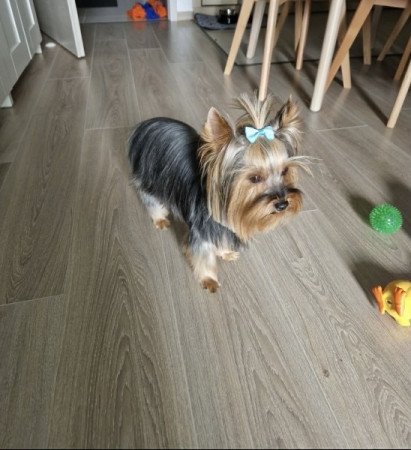 Yorkshire Terrier