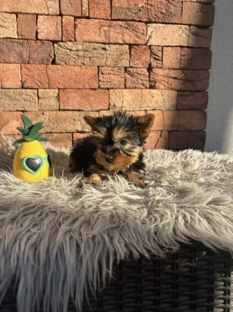 Yorkshire terrier
