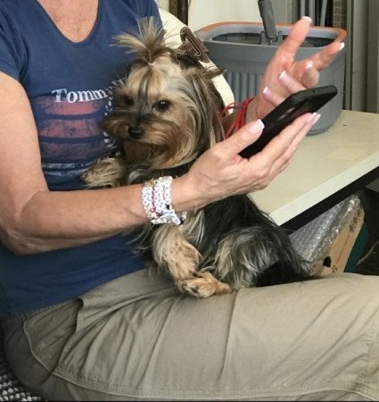 Yorkshire Terrier