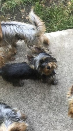 Yorkshire Terrier