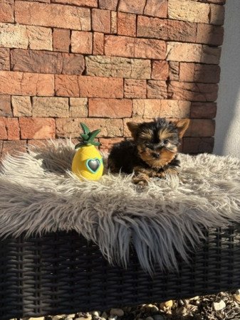 Yorkshire terrier