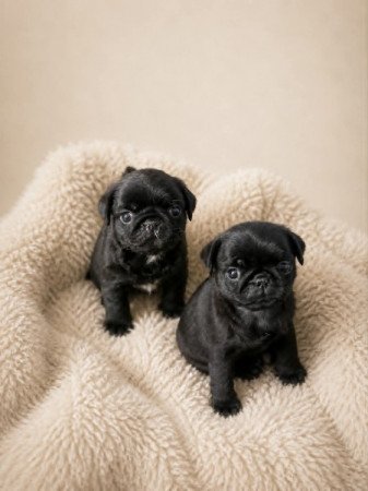 Mopsz