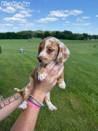 Dachshund Puppies For Sale And Adoption