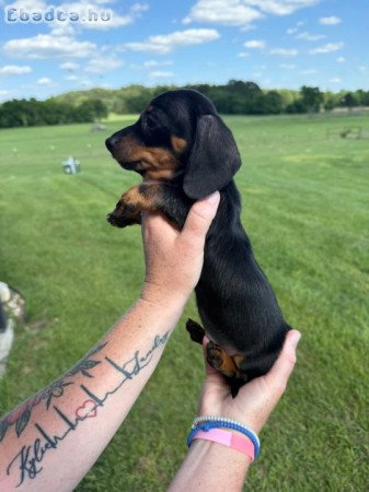Dachshund Puppies For Sale And Adoption