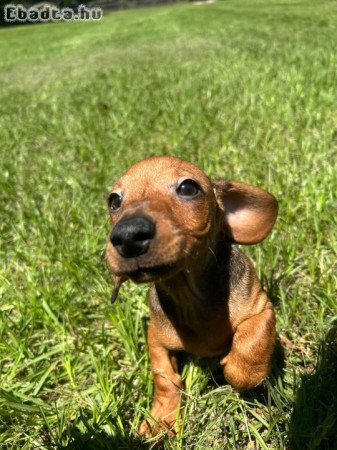 Dachshund Puppies For Sale And Adoption