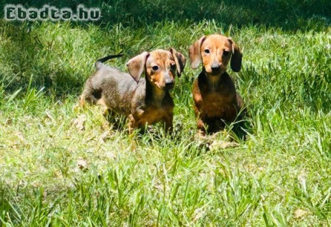Dachshund Puppies For Sale And Adoption