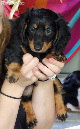 Mini Dachshunds
