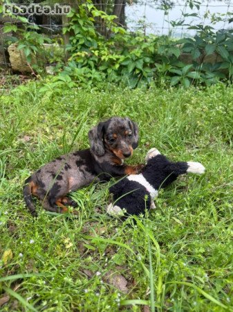 Mini Dachshunds