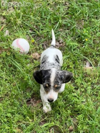Mini Dachshunds