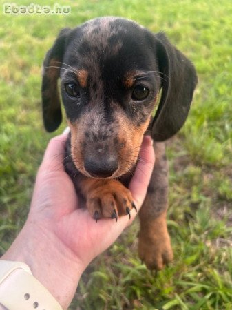 Mini Dachshunds