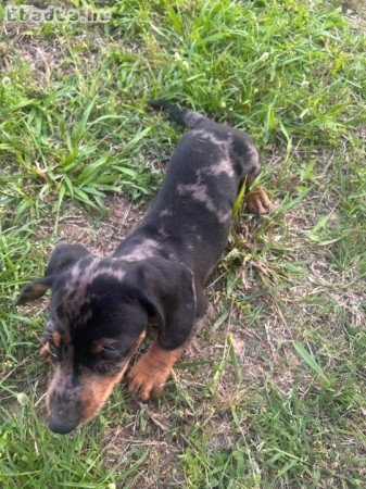 Mini Dachshunds For Adoption