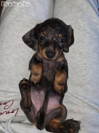 Mini Dachshunds For Adoption