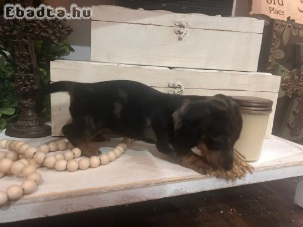 Mini Dachshunds For Adoption
