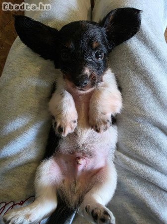 Mini Dachshunds For Adoption