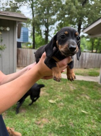 Mini Dachshund Puppies For Sale