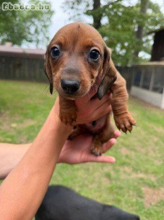 Mini Dachshund Puppies For Sale