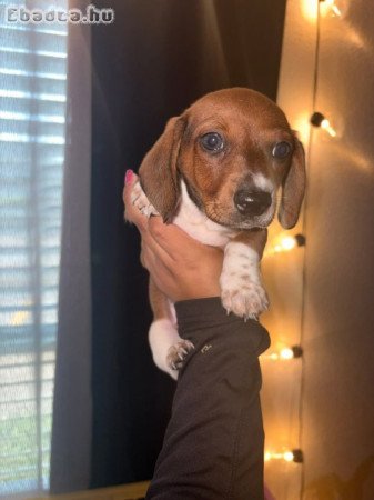 Mini Dachshund Puppies For Sale