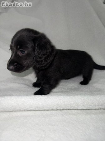 Mini Dachshund Puppies For Sale