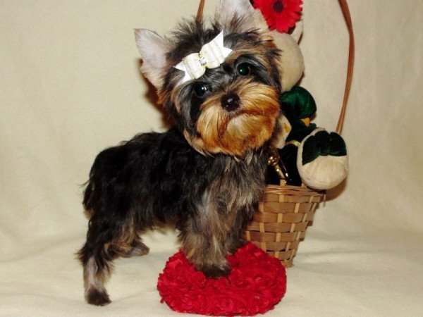 Yorkshire Terrier, Yorki