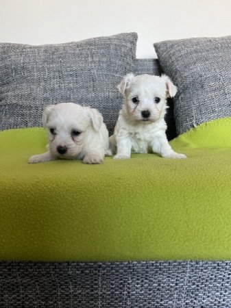 Bichon havanese