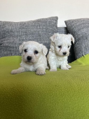 Bichon havanese