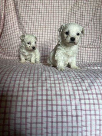 Bichon havanese