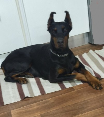 Dobermann