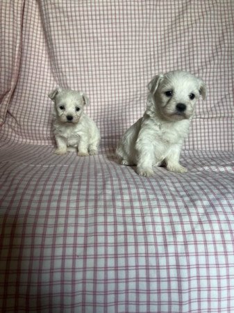 Bichon havanese