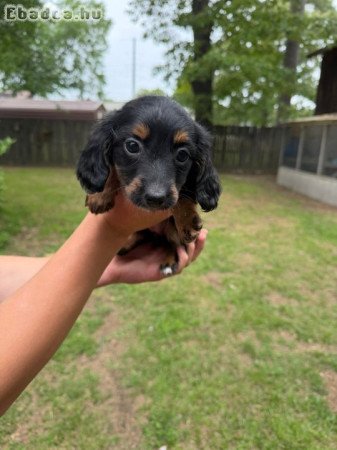 Dachshund Puppies For Adoption Or Rehoming