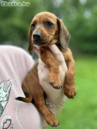 Dachshund Puppies For Adoption Or Rehoming