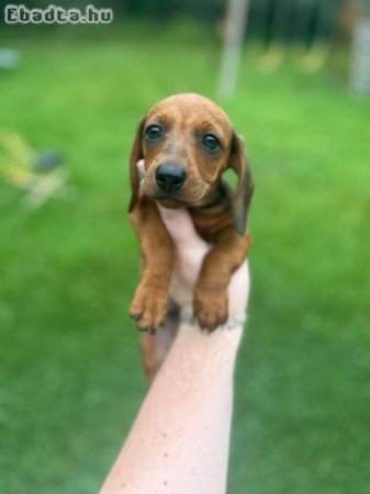Dachshund Puppies For Adoption Or Rehoming