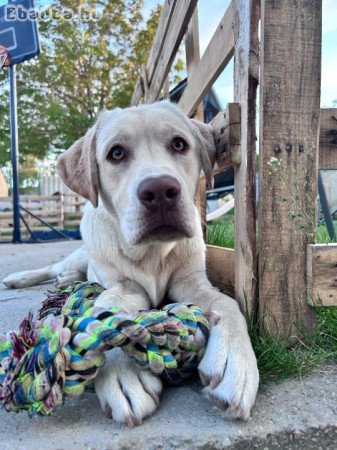 7 hónapos chippelt labrador kisfiú
