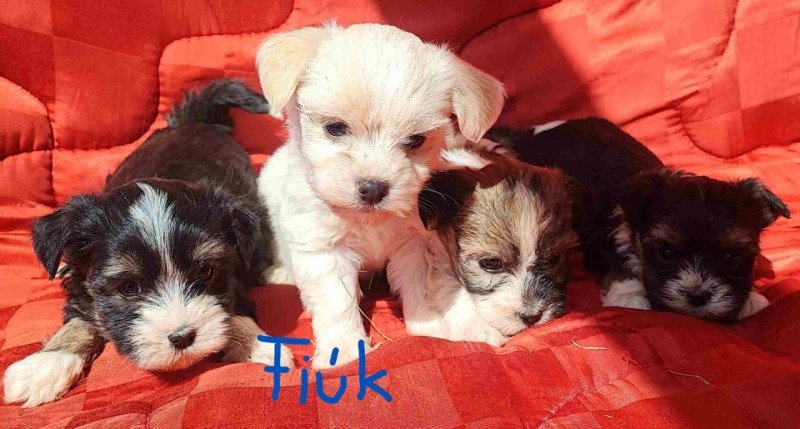 Bichon havanese