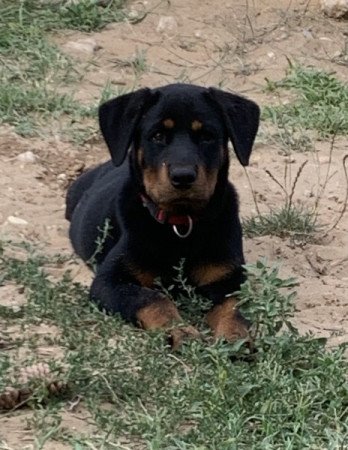 Rottweiler