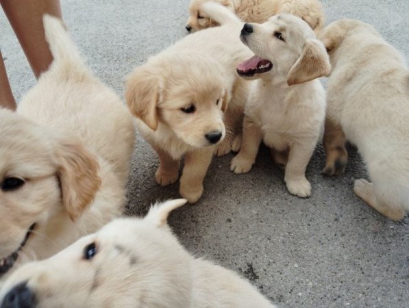 Golden retriever