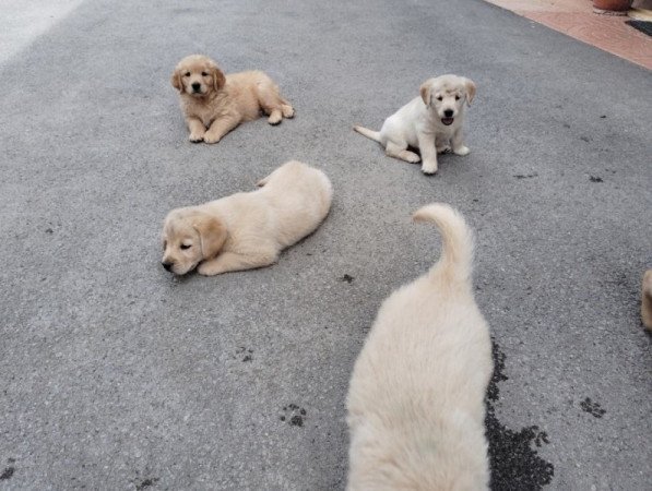 Golden retriever