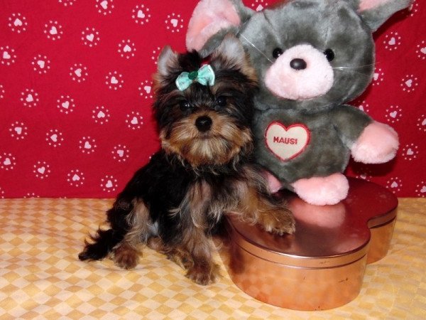 Yorkshire Terrier, Yorki