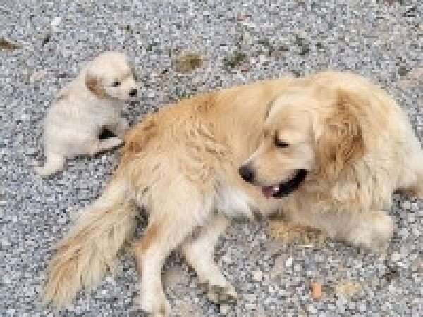Golden retriever