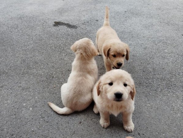 Golden retriever